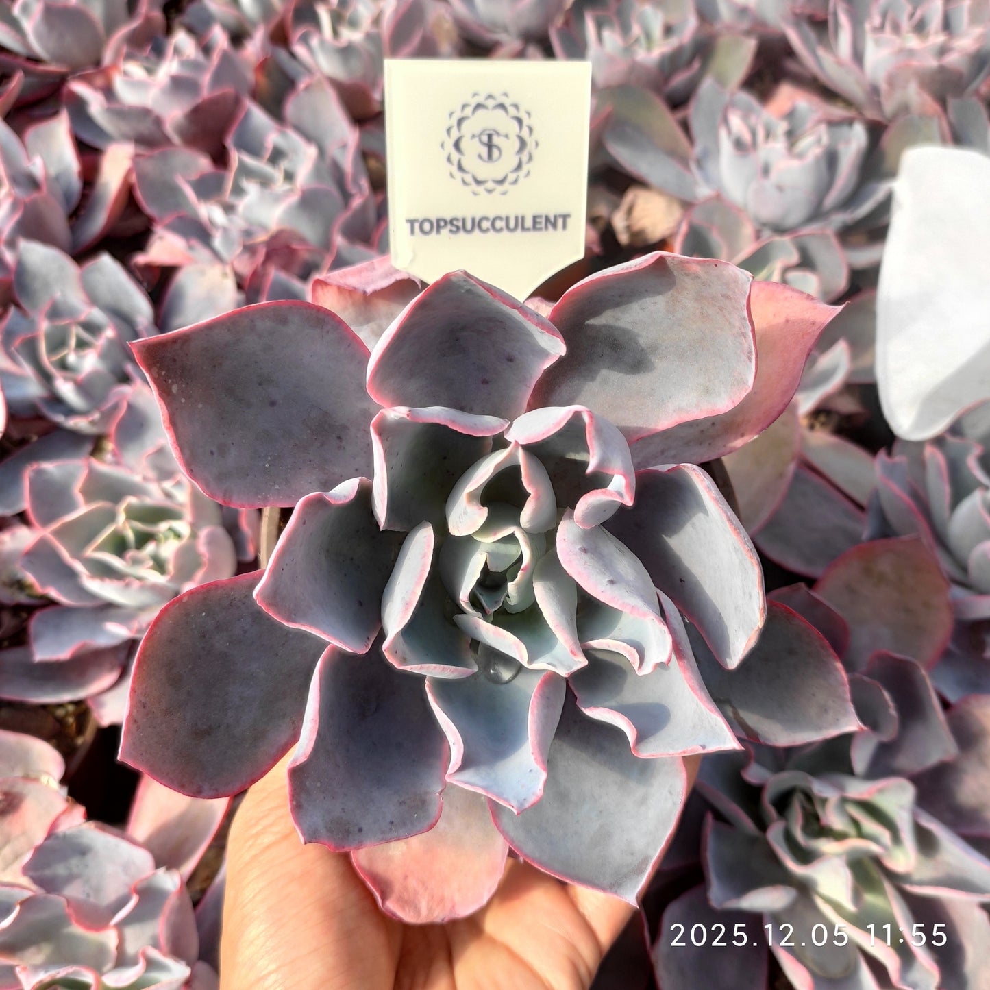 21672 Echeveria After Glow (18cm pot size)