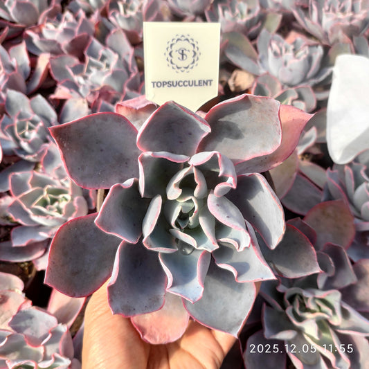 21672 Echeveria After Glow (18cm pot size)