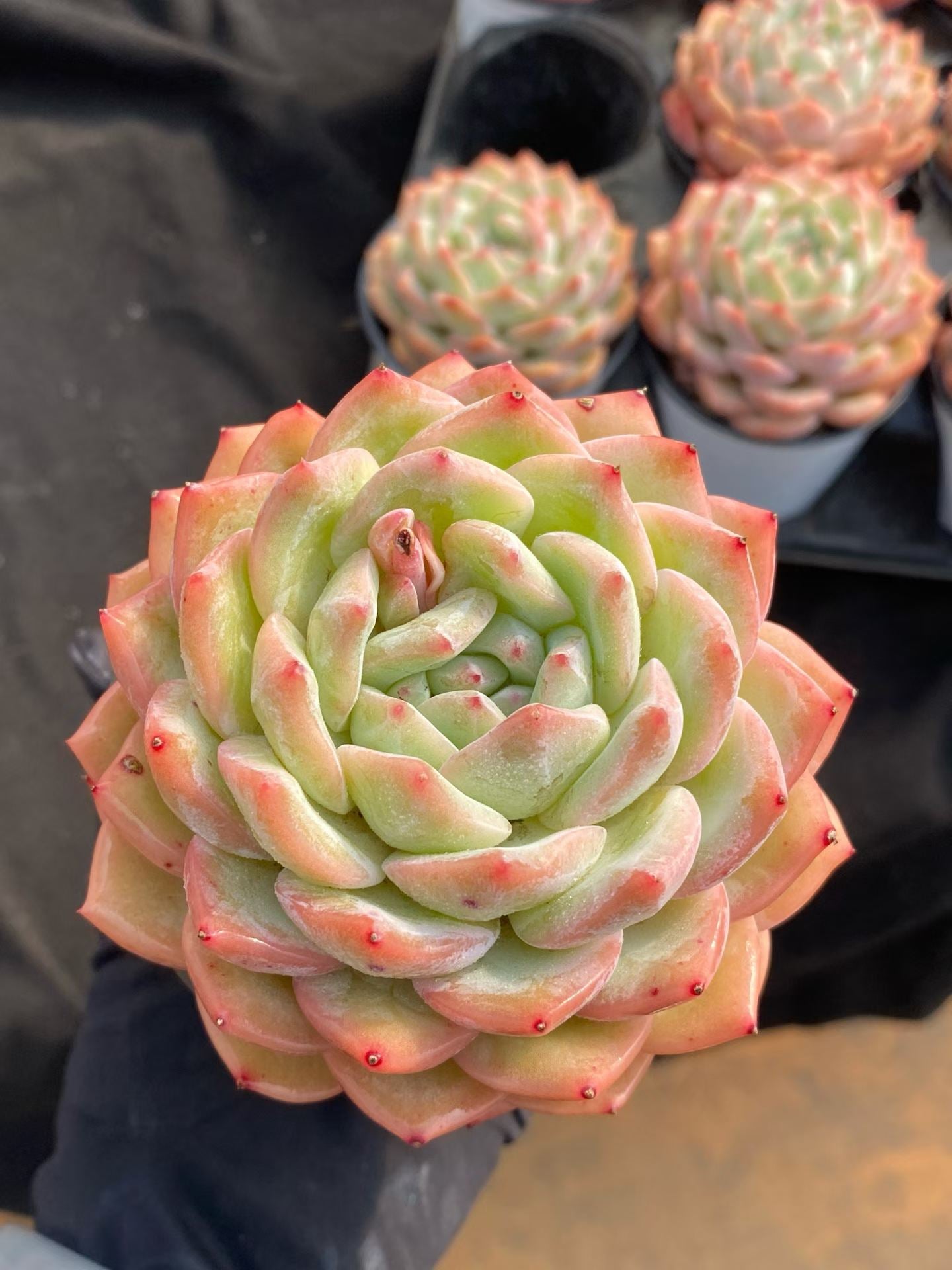 20726 Echeveria Strawberry Almond (9cm pot size)