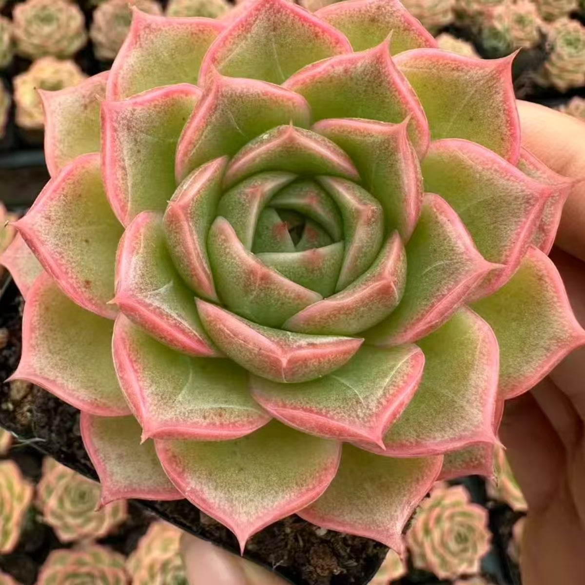 QNY156 Echeveria Peninsula Rose(7cm pot size)