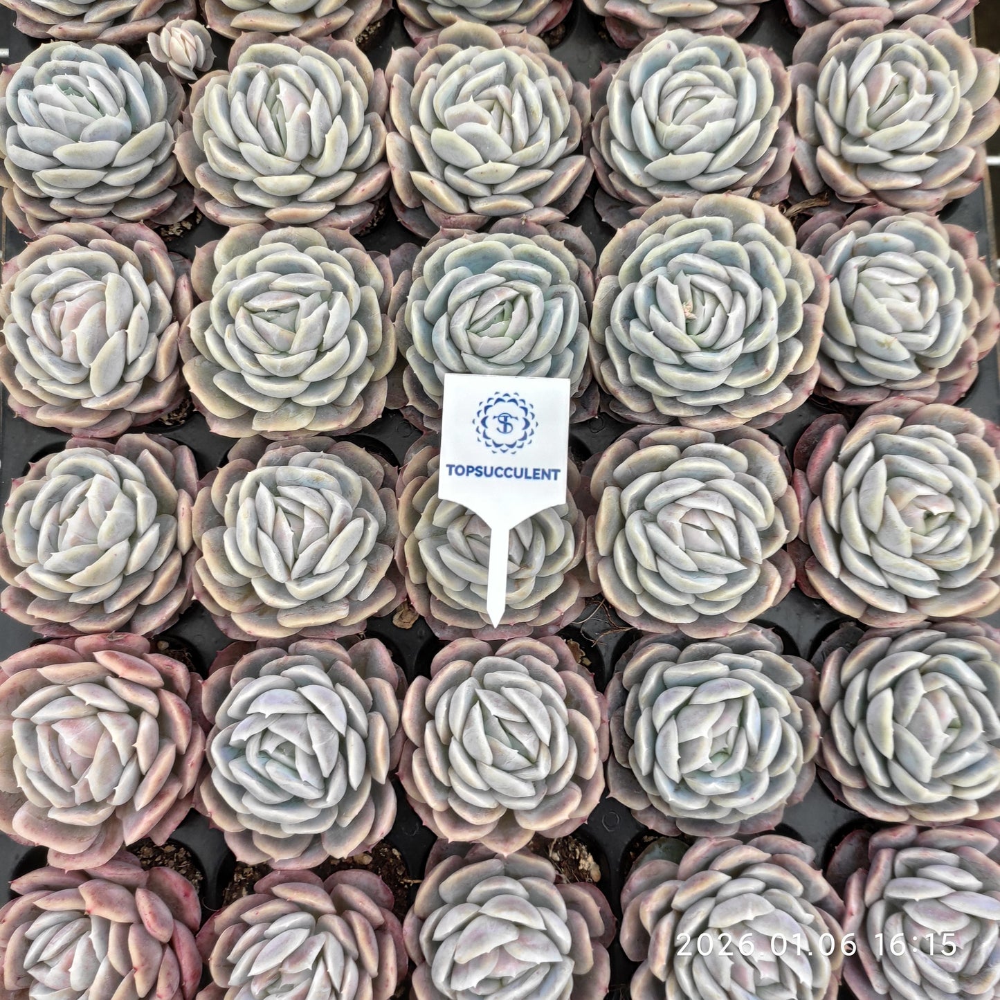 20777 Echeveria Potosina (5cm pot size)