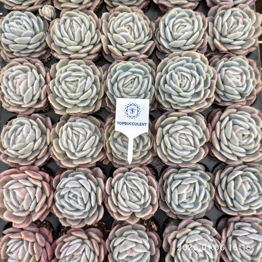 20777 Echeveria Potosina (5cm pot size)