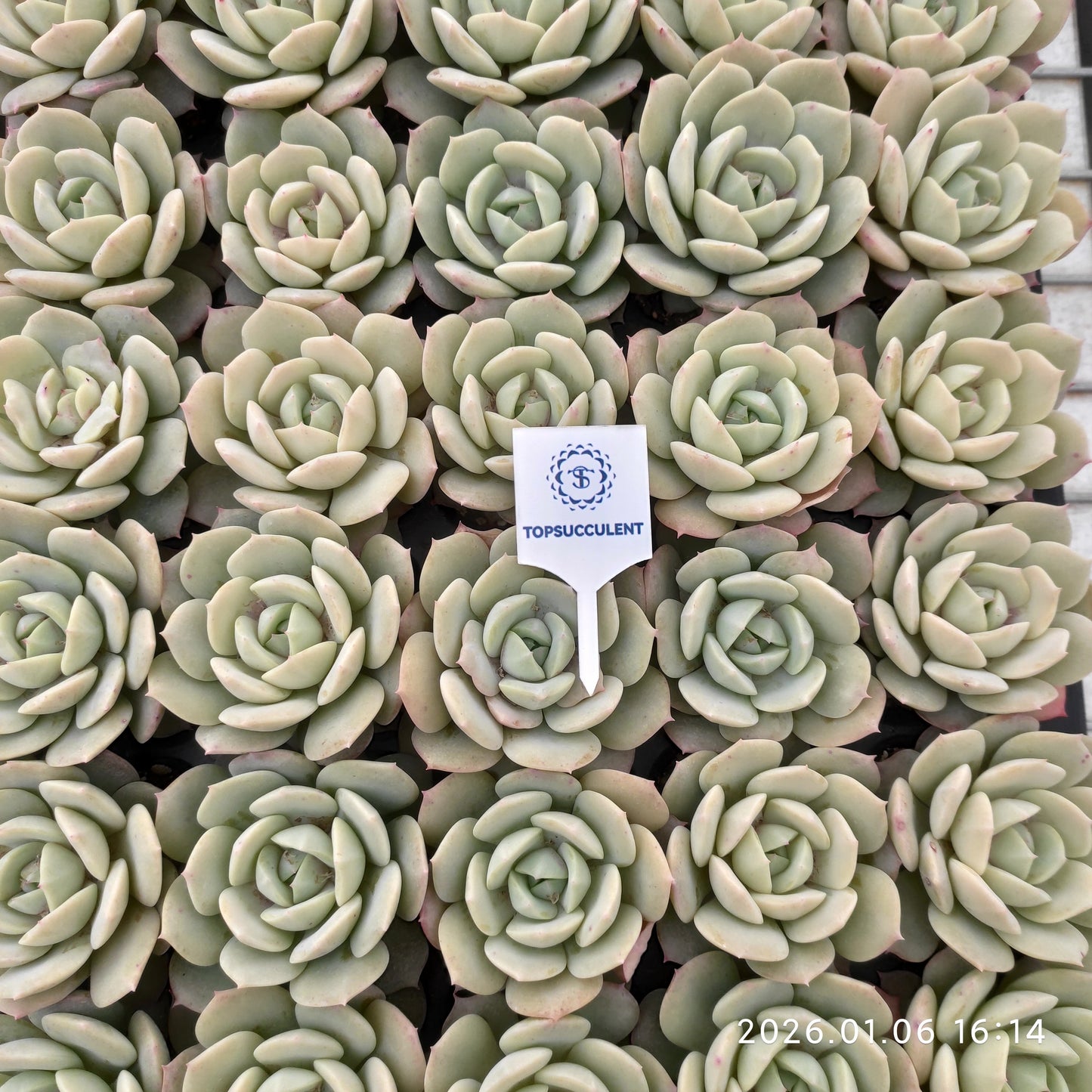 24422 Echeveria Love Tune (5cm pot size)