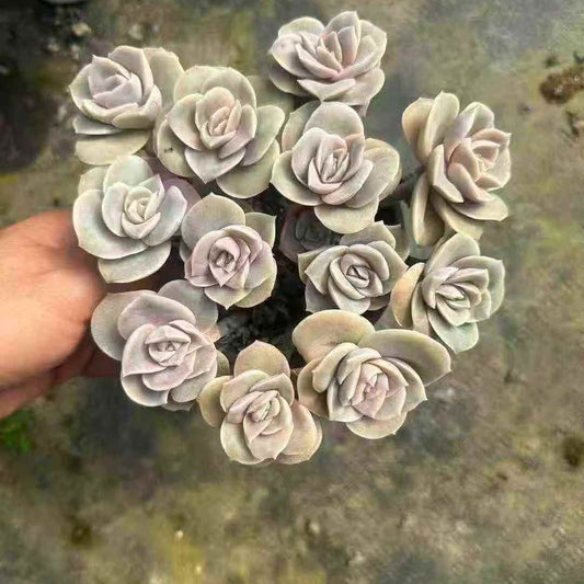 23658 Echeveria Lovely Rose (12cm pot size)