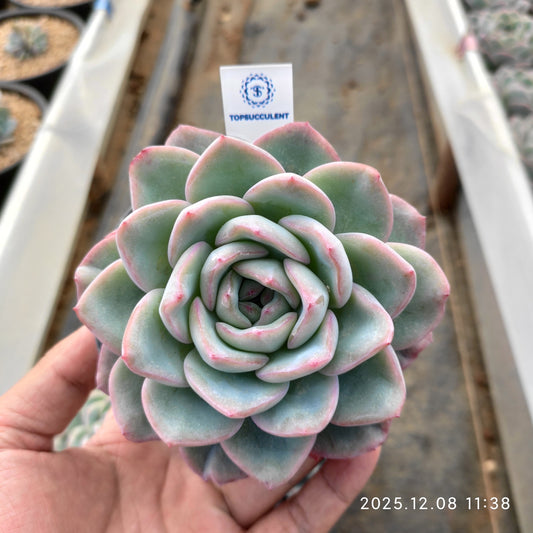 18815 Echeveria Amabille (9cm pot size)