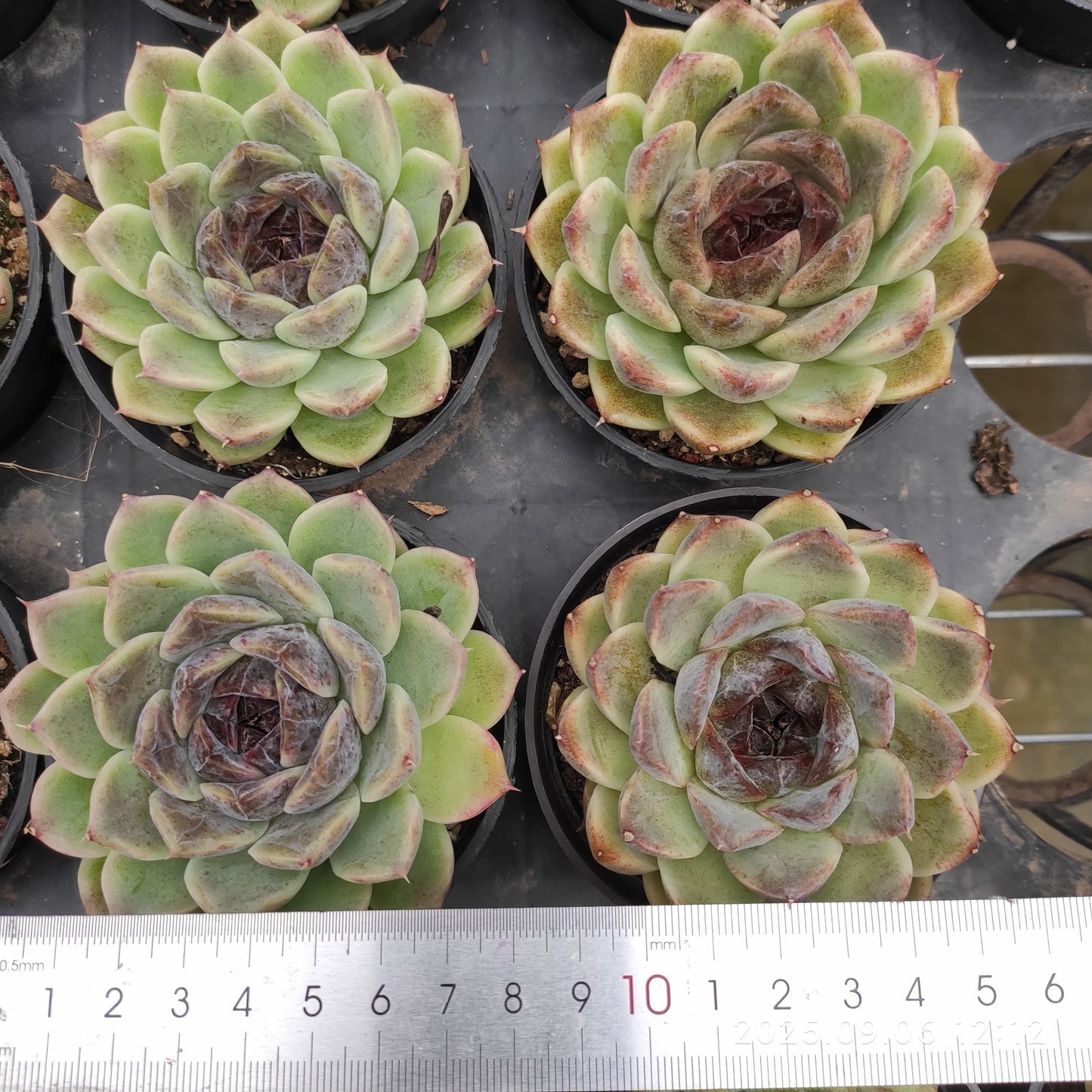 RC037 Echeveria Black Rose(9cm pot size)