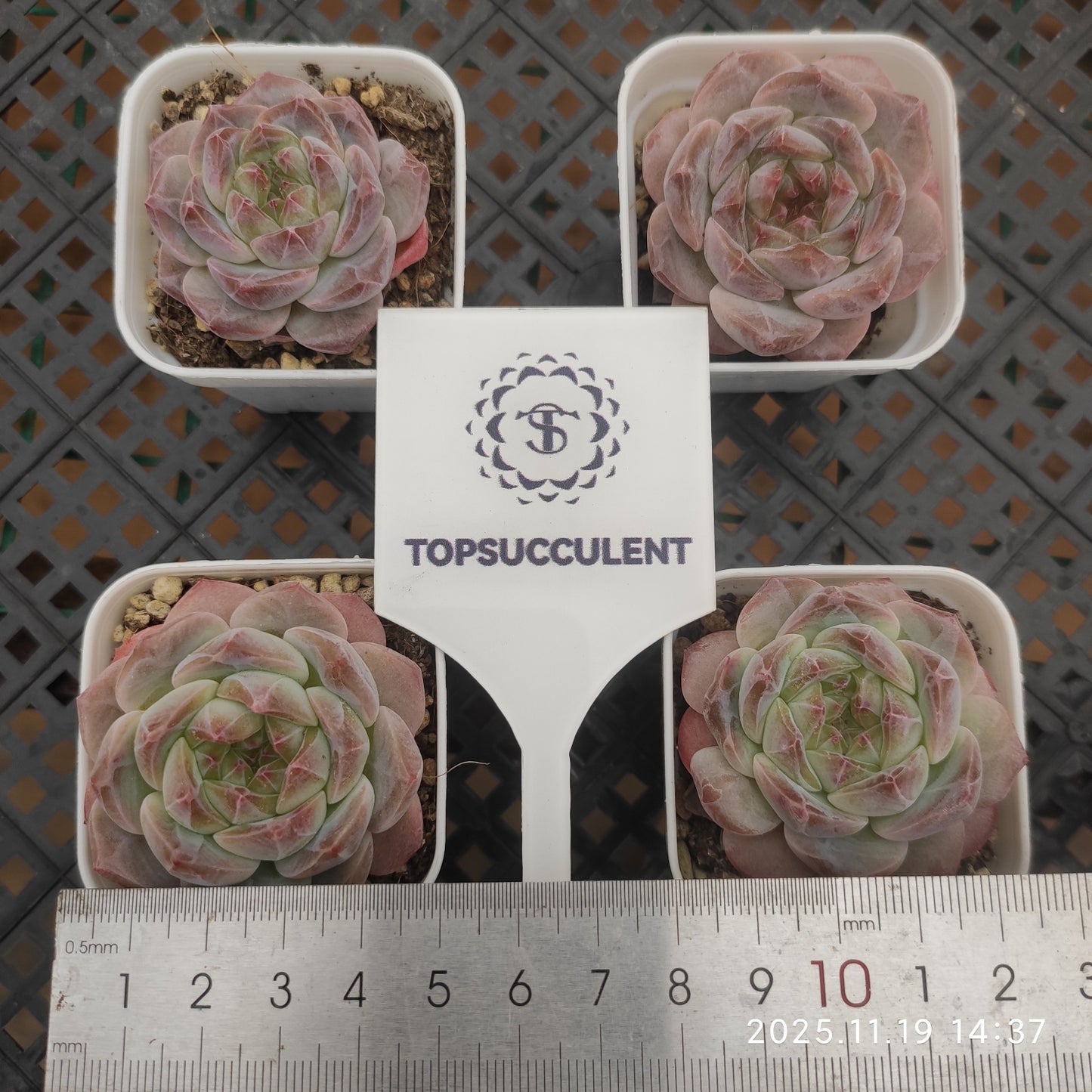 12035 Echeveria Ice Spirit (5.5cm pot size)