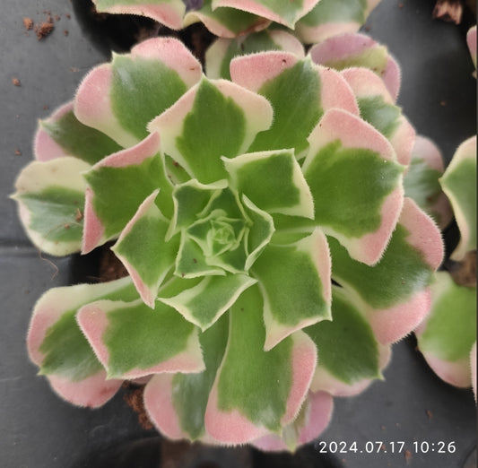 YF300 Aeonium White Phoenix