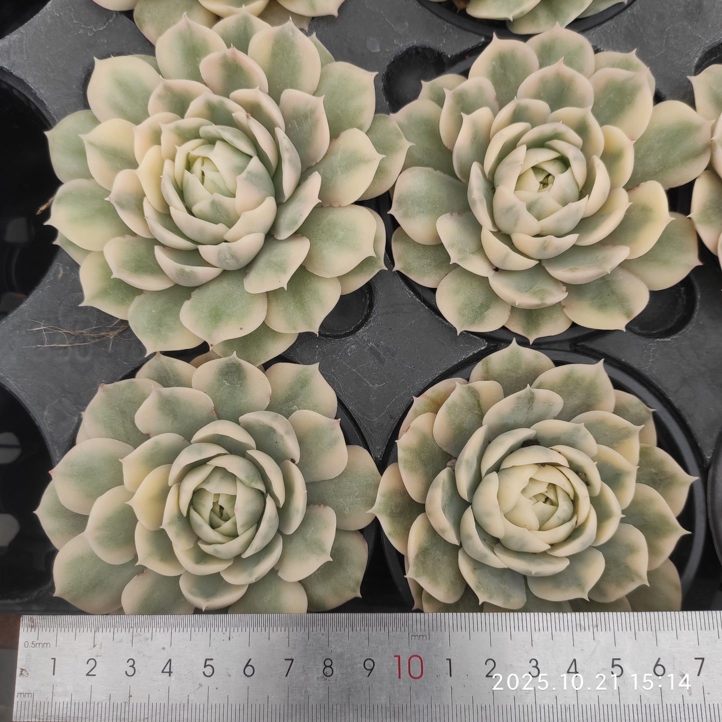 14447 Echeveria Onslow Variegated (9cm pot size)