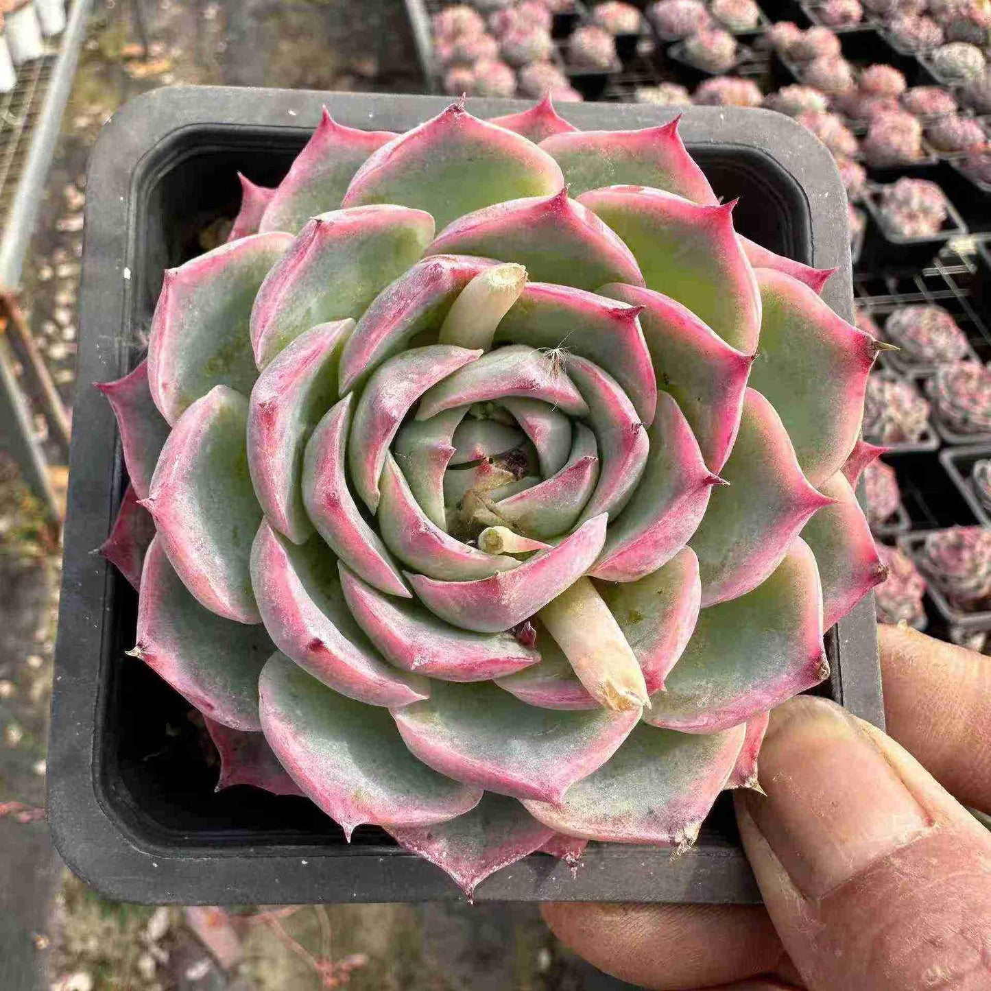 14985 Echeveria Silhouette (10cm pot size)