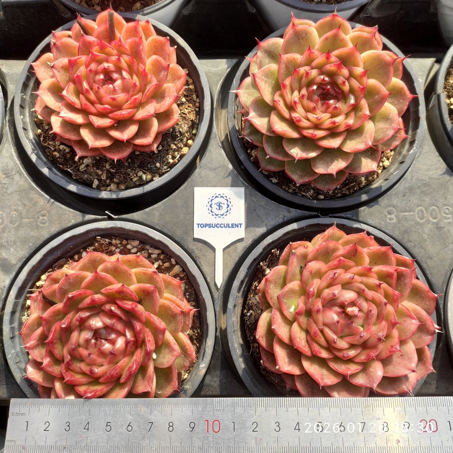 24905 Echeveria Ciliax (9cm pot size)