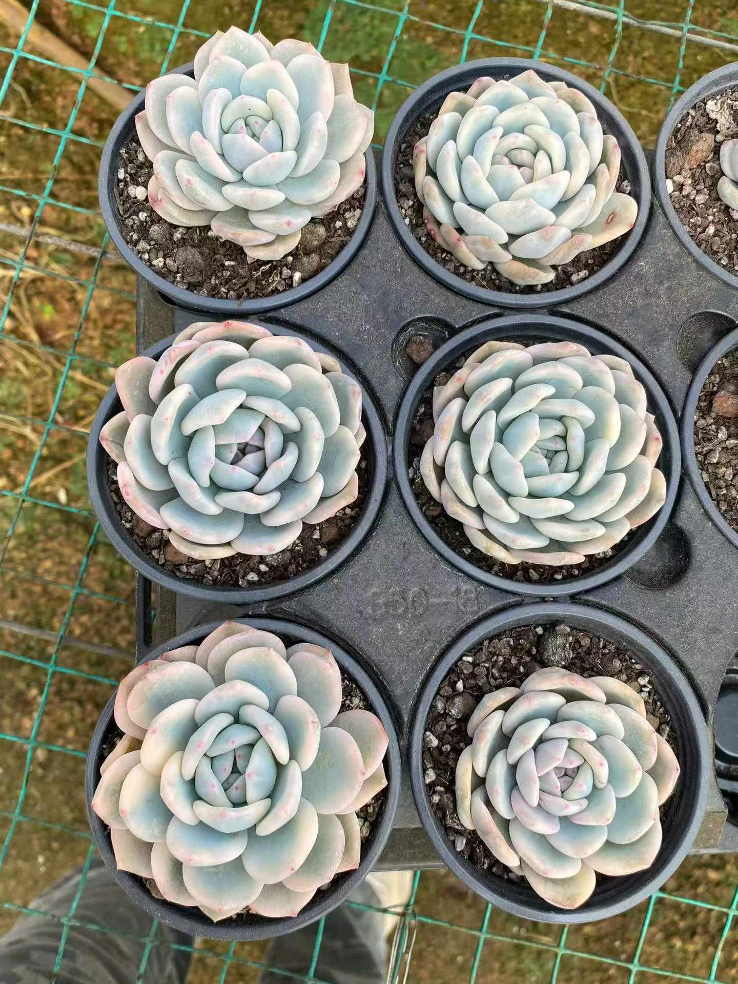 361747 Echeveria Orange Monroe Variegated (9cm pot size)