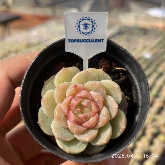 361510 Echeveria Grapefruit (6cm pot size)