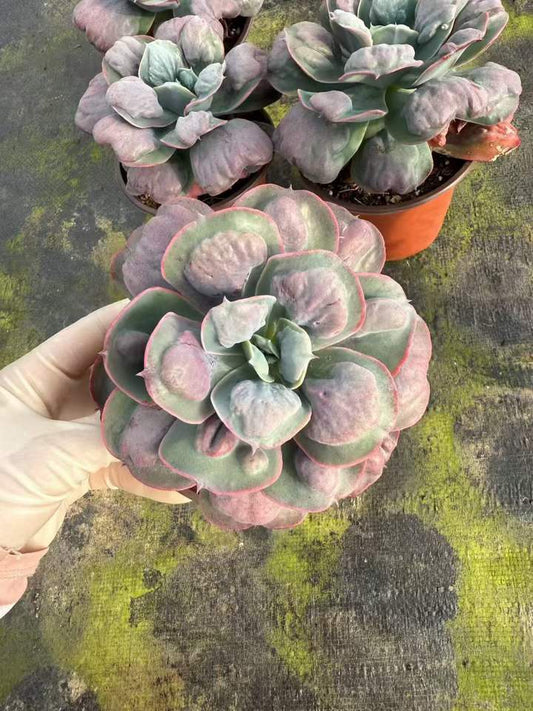 264246 Echeveria Heart Delight (12cm pot size)