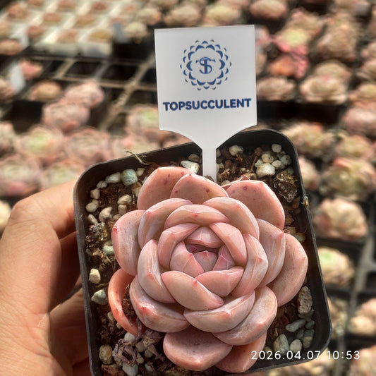 361184 Echeveria Shell Rose (7cm pot size)