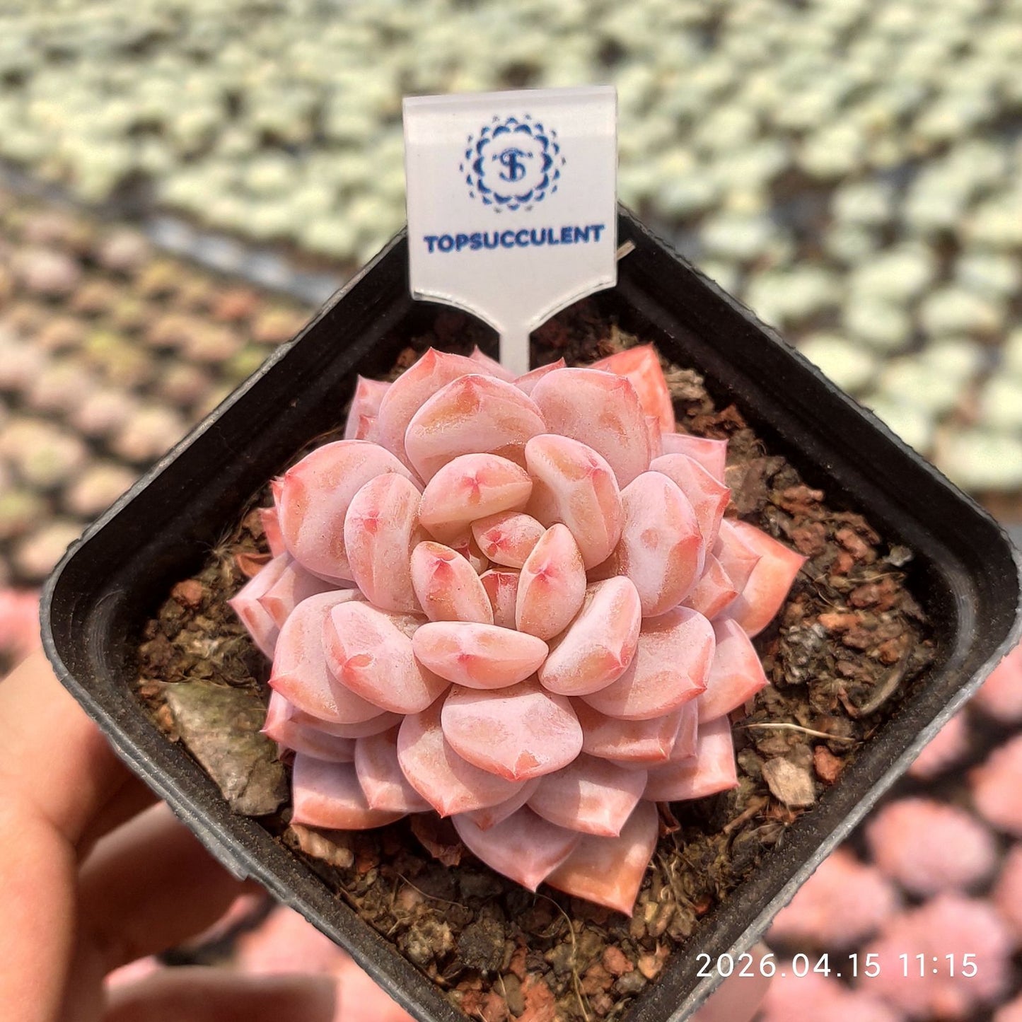 361551 Echeveria Star Monroe (7cm pot size)