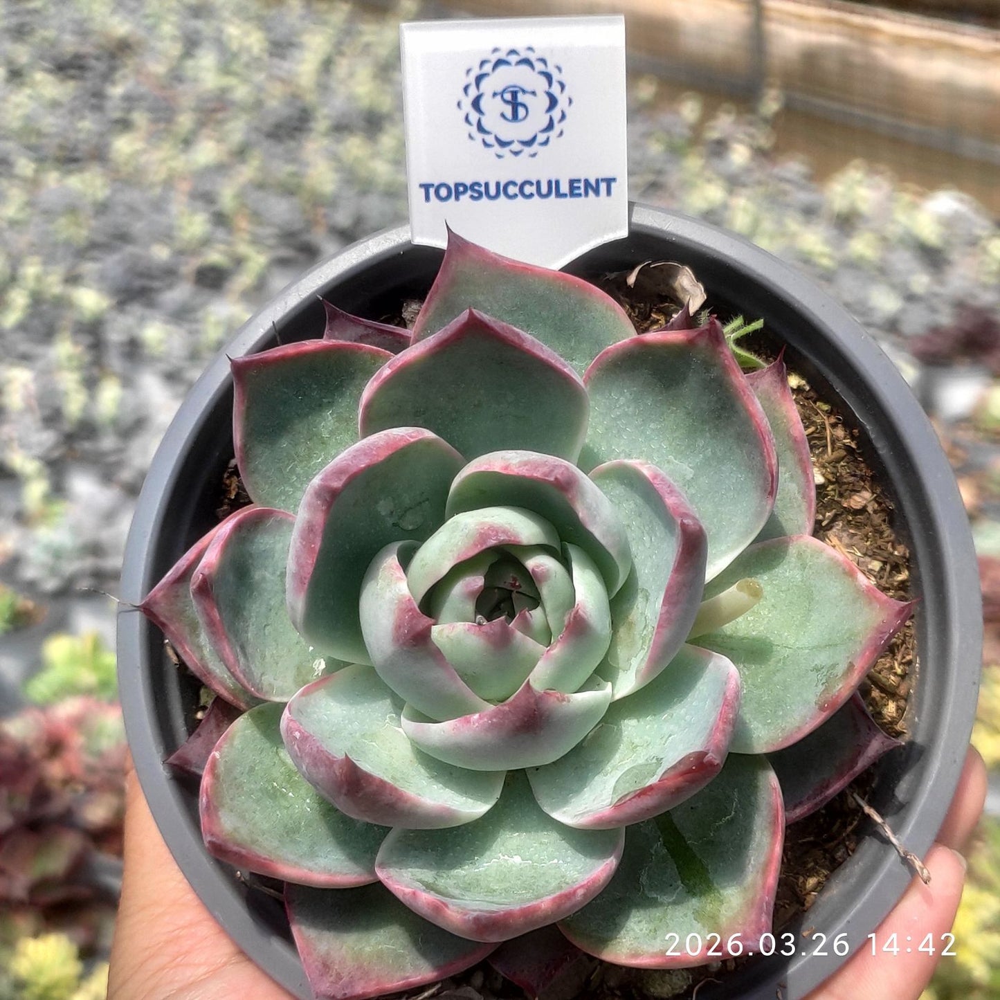 360838 Echeveria Casio (12cm pot size)
