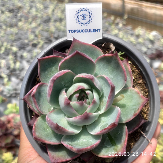 360838 Echeveria Casio (12cm pot size)