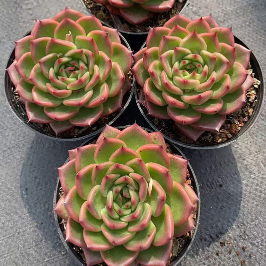 362335 Echeveria Red Jewel (9cm pot size)