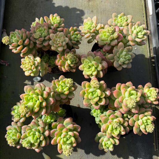 360368 Echeveria Shangri-La (9cm pot size)