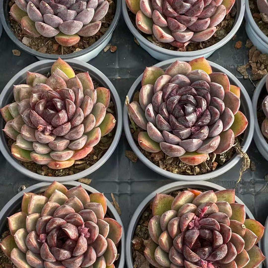 360093 Echeveria Black Rose (9cm pot size)