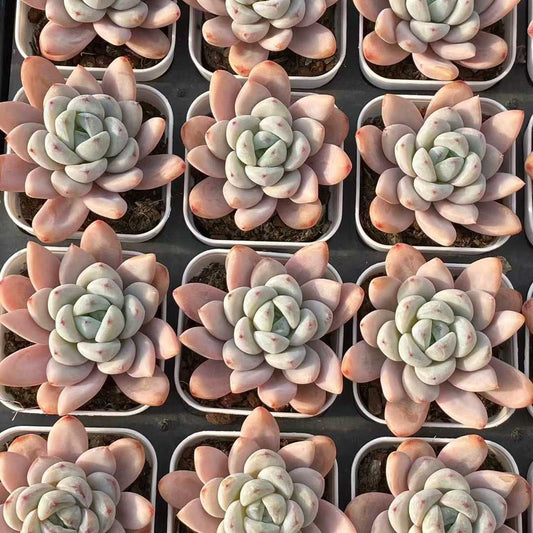 360094 Echeveria Spark Snow (6.5cm pot size)