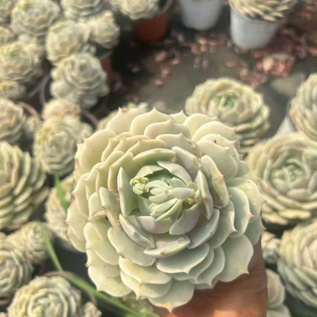 360214 Echeveria Lola (10cm pot size)