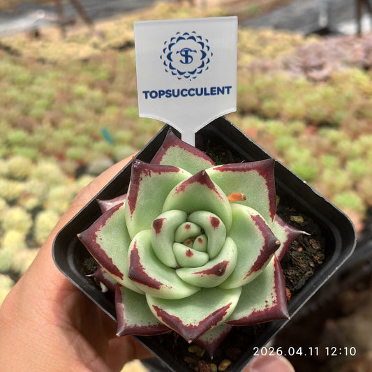 361408 Echeveria Ebony (7cm pot size)
