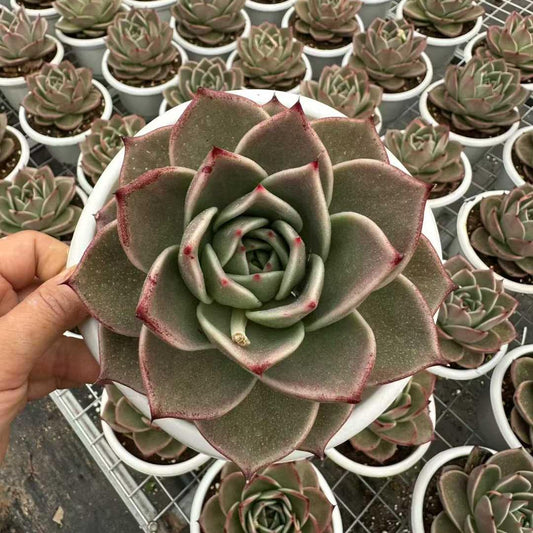 360169 Echeveria Stars (18cm pot size)