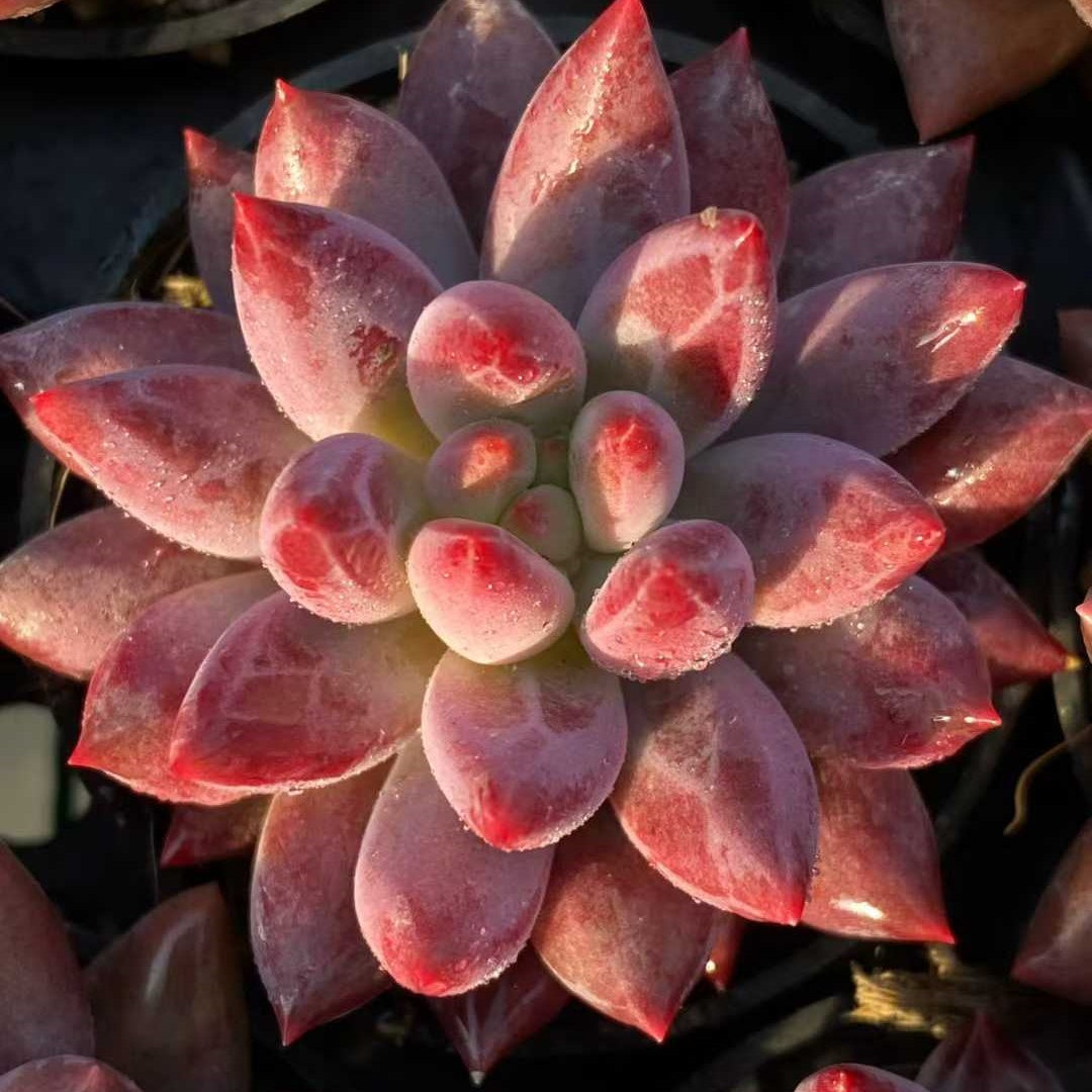 25375 Echeveria Gold Fish (6.5cm pot size)