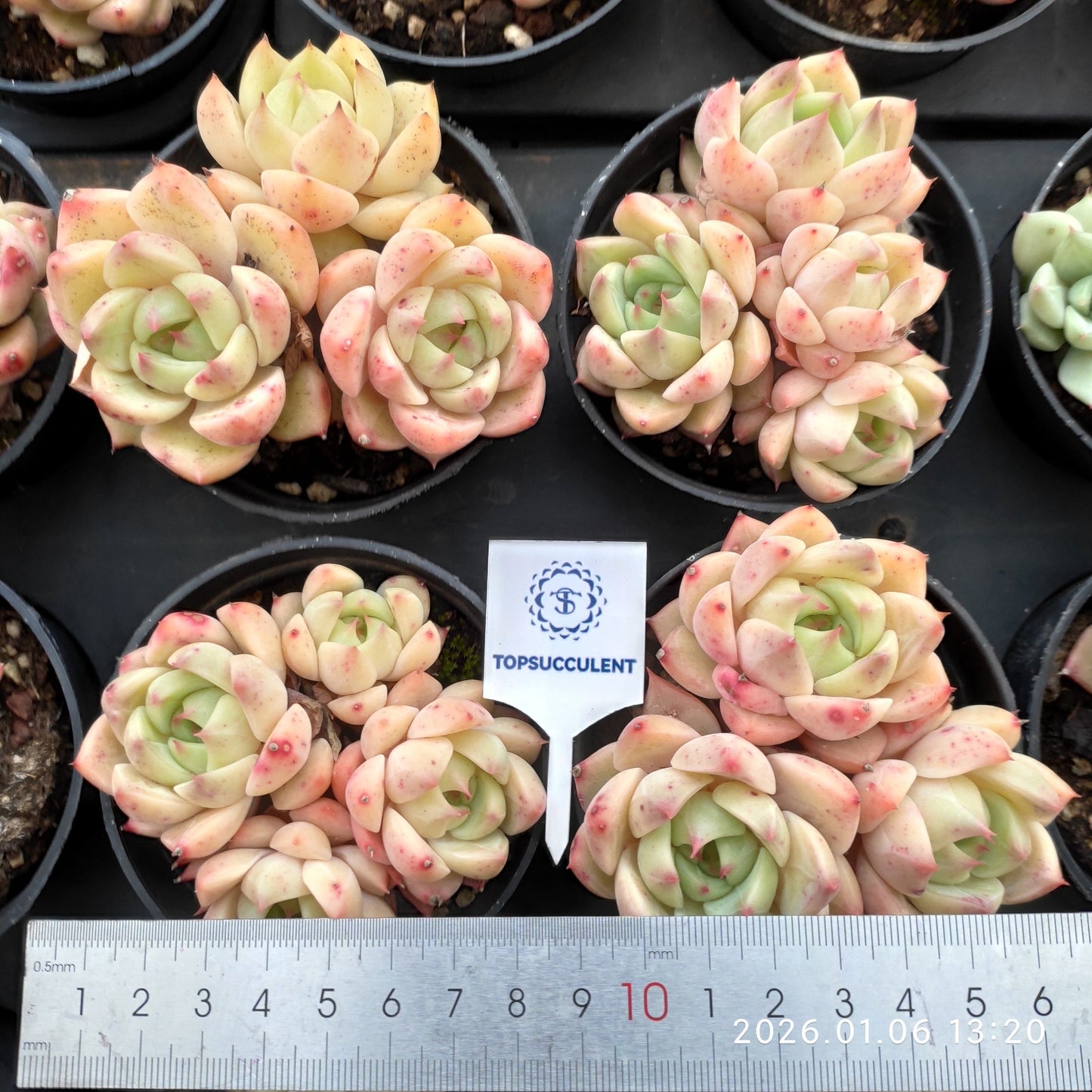 24364 Echeveria Chidori (9cm pot size)
