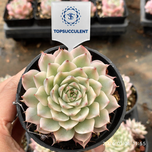 24359 Echeveria Magarette Variegated (9cm pot size)