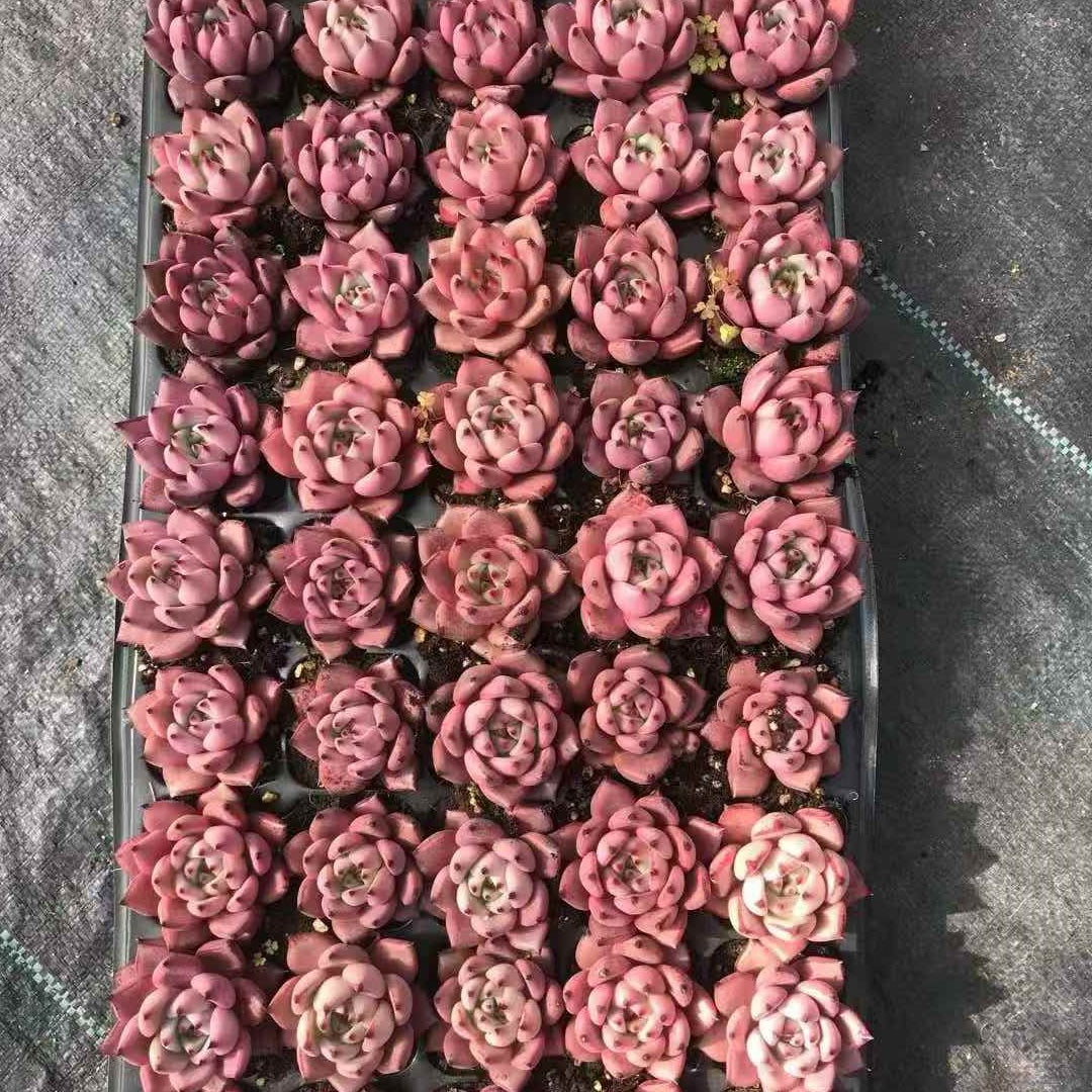 24593 Echeveria Romeo (5cm pot size)