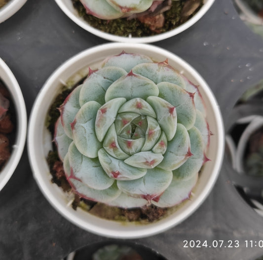 ZZA084 Echeveria Red Velvet