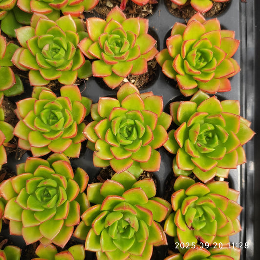 21760 Echeveria Letizia (5cm pot size)