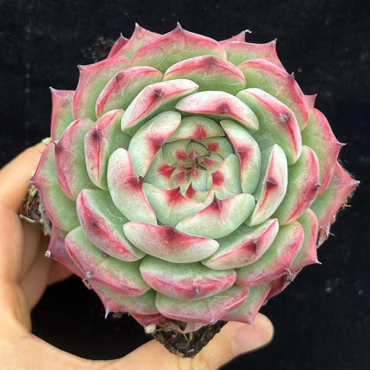 21436 Echeveria Lindsay (12cm pot size)