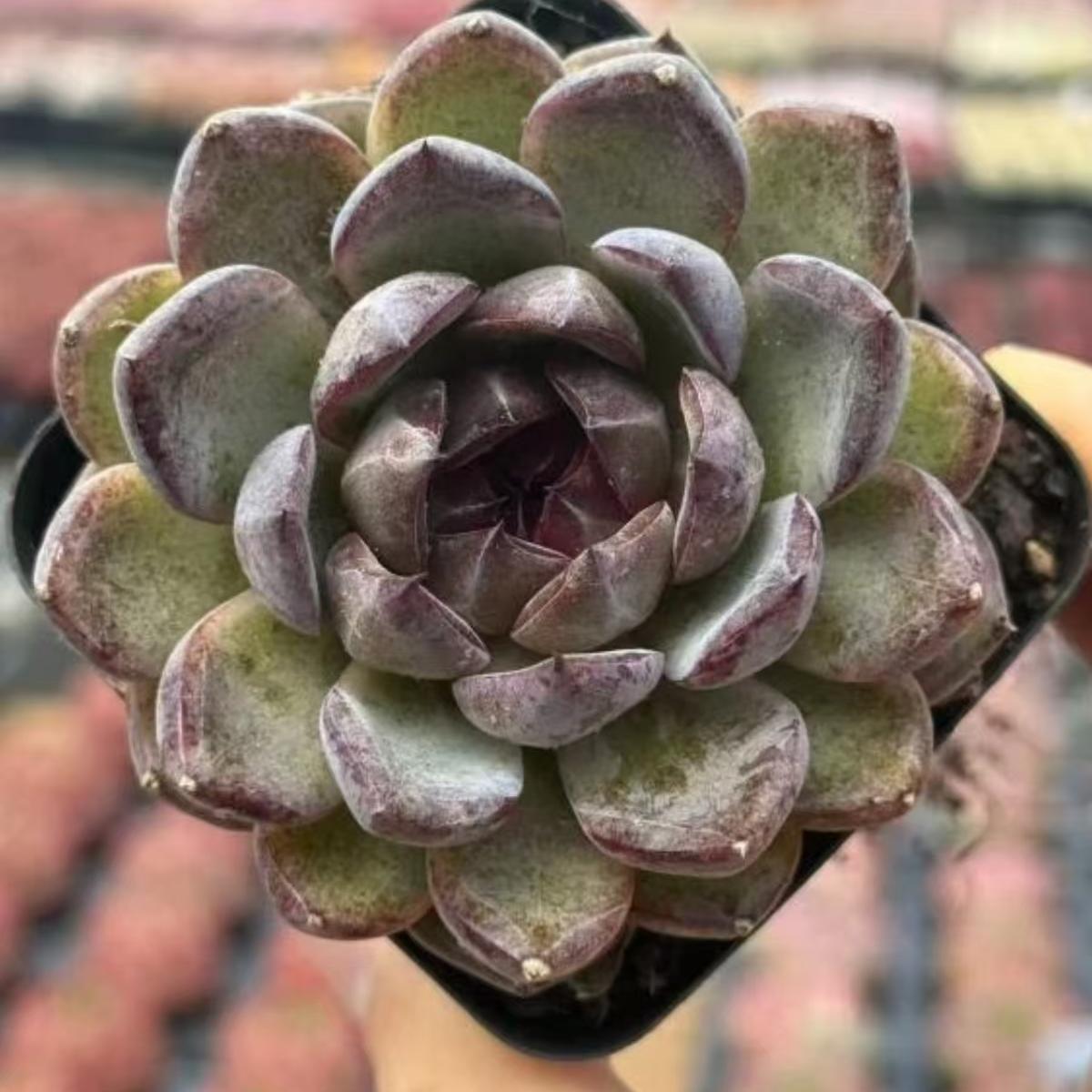 21981 Echeveria Purple Harmony (7cm pot size)