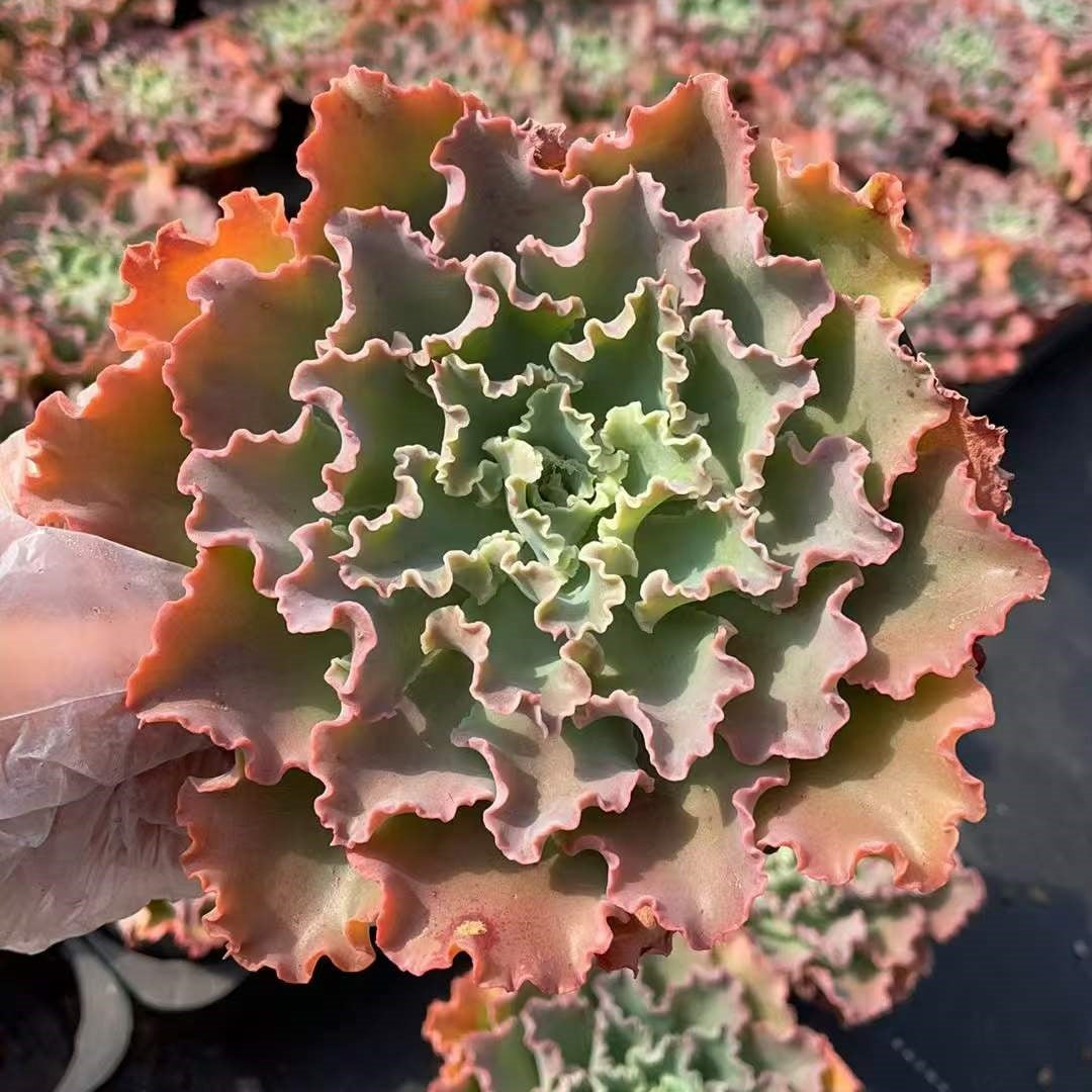 25161 Echeveria Blue Fox (12cm pot size)