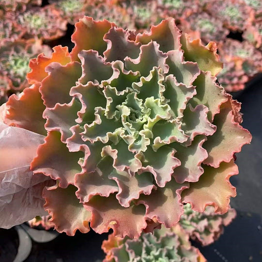 25161 Echeveria Blue Fox (12cm pot size)