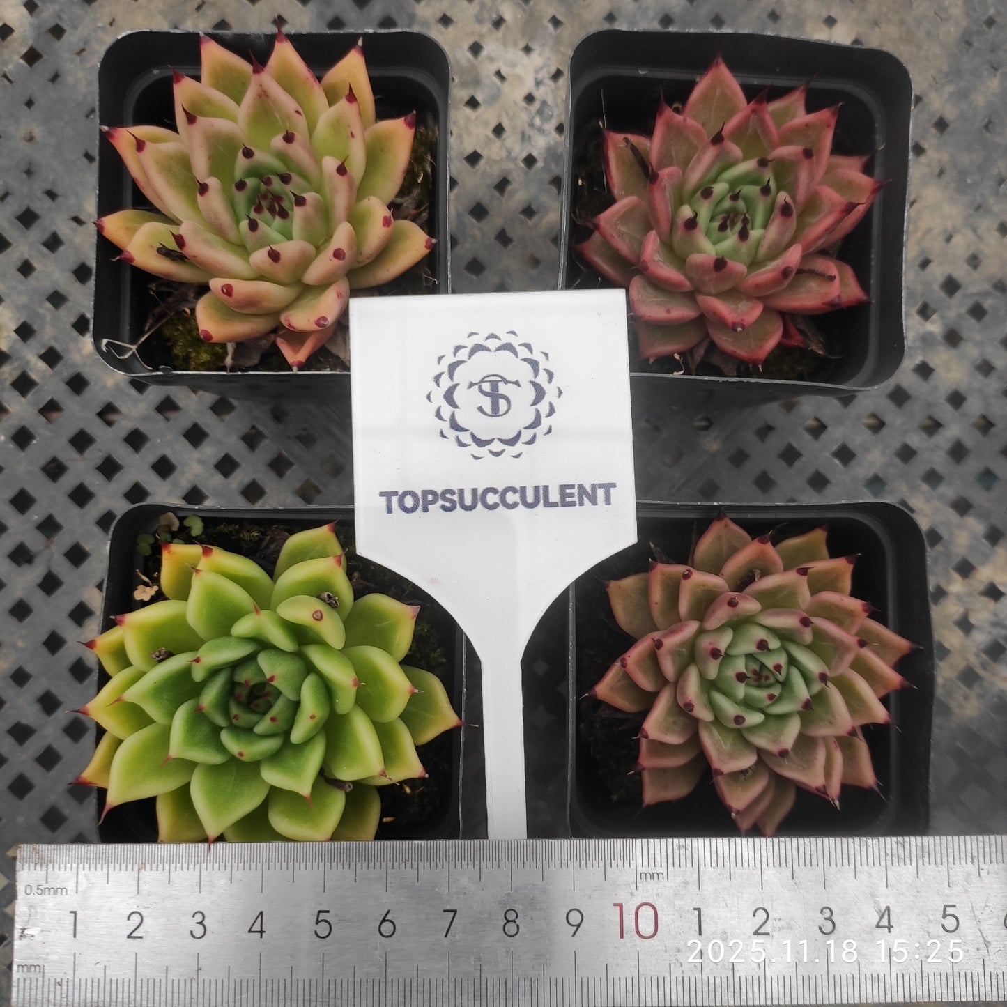 16706 Echeveria Hallowen (6.5cm pot size)