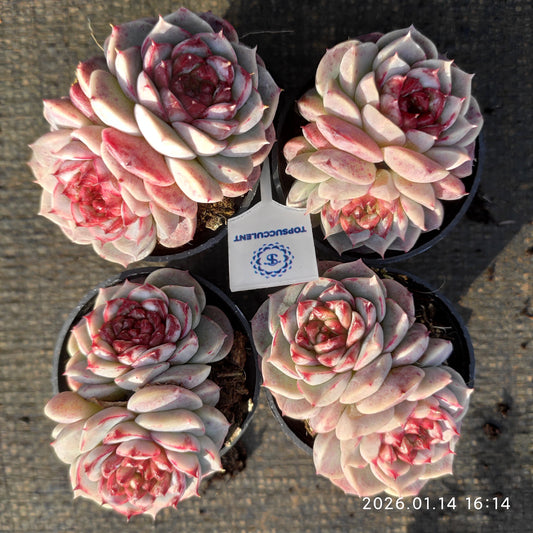 T1305 Echeveria Red Velvet (5.5cm pot size)