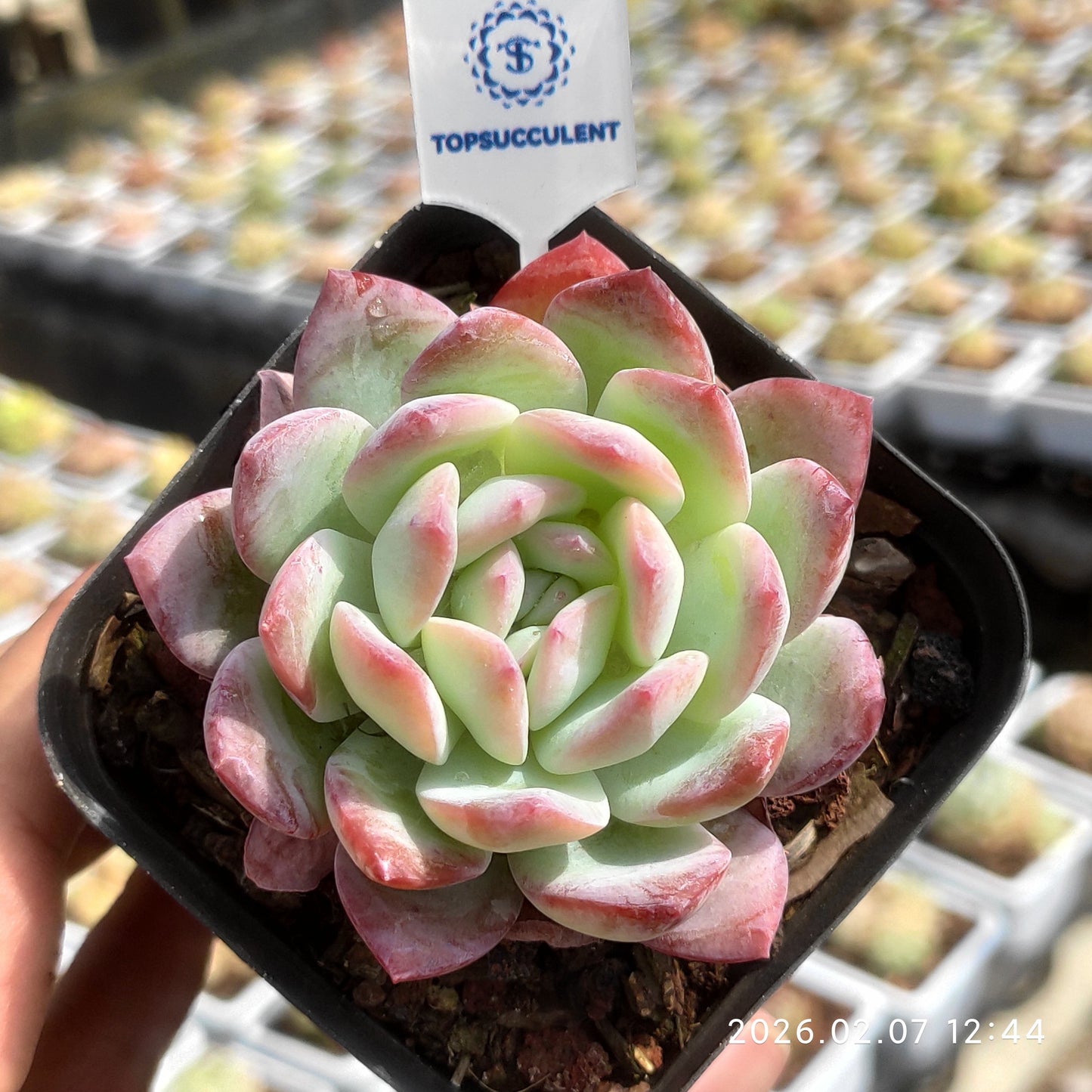 25575 Echeveria Mexico Pulidones (7cm pot size)