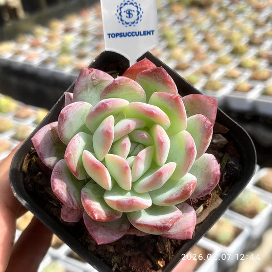 25575 Echeveria Mexico Pulidones (7cm pot size)