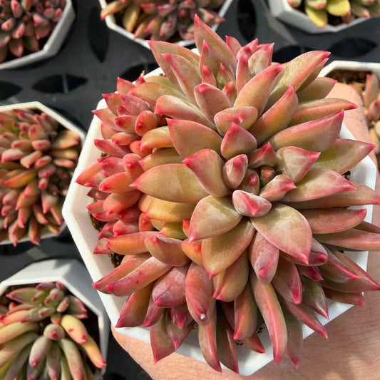 25150 Echeveria Whale (7cm pot size)