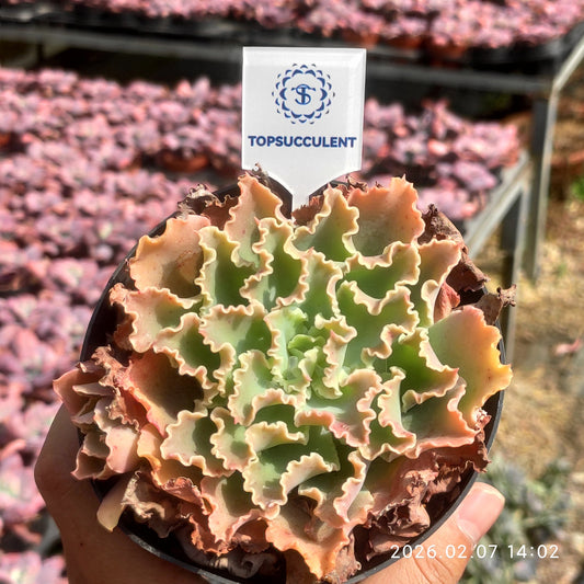 25161 Echeveria Blue Fox (11cm pot size)