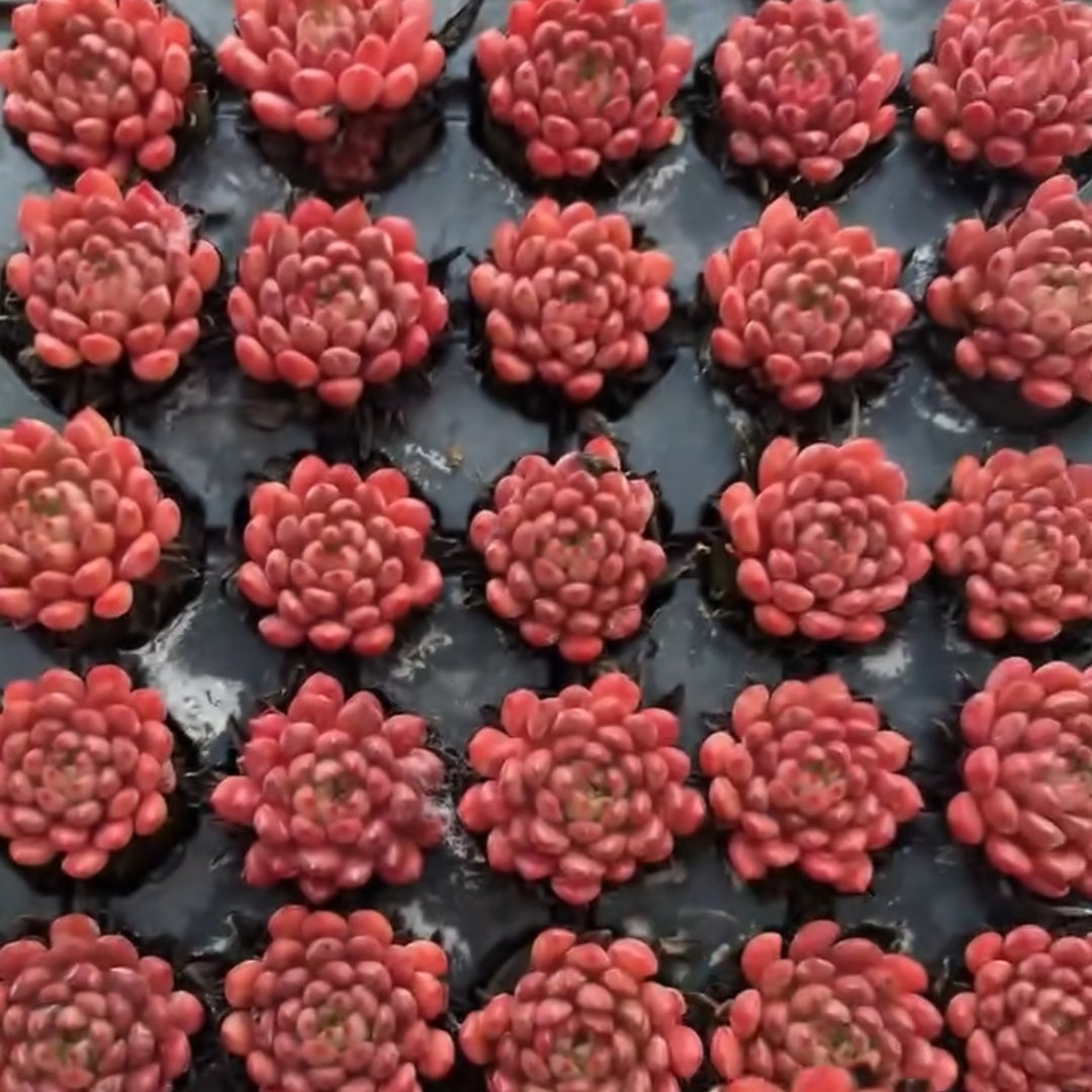 25305 Echeveria Pink Rubby (5cm pot size)