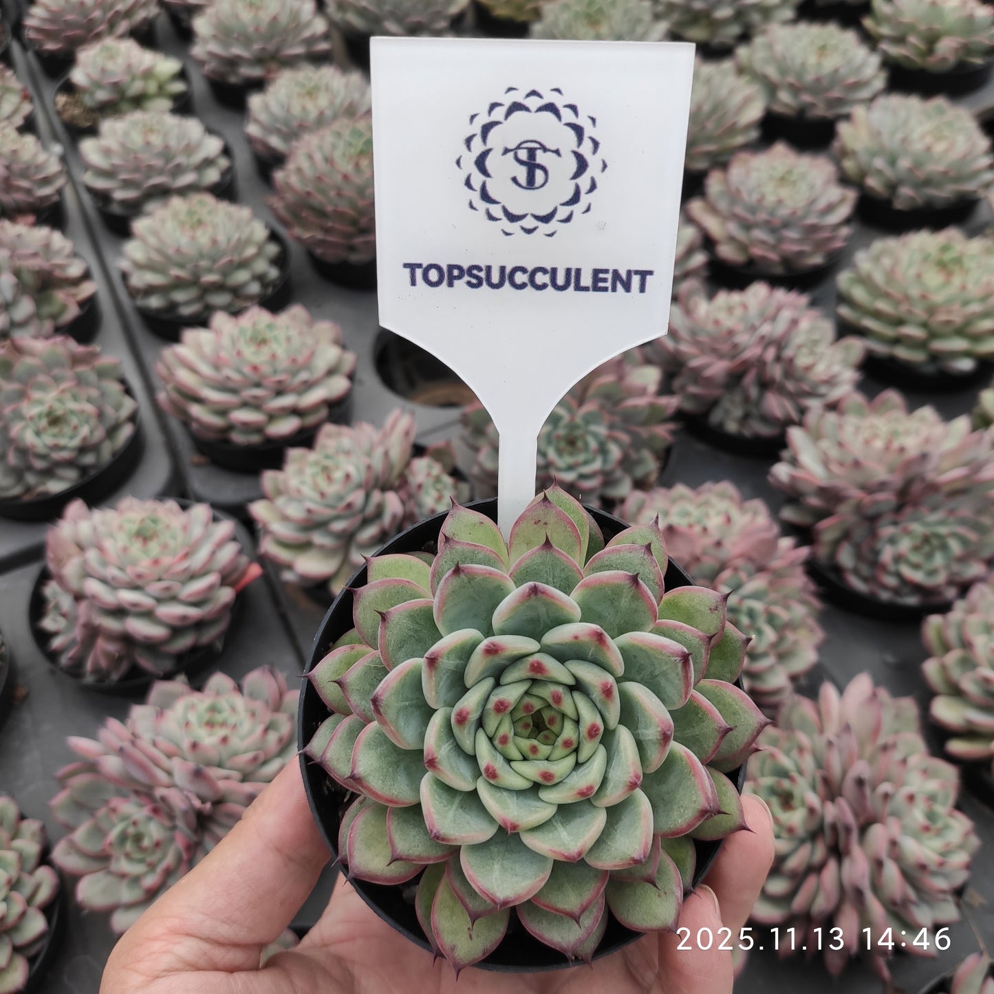 20052 Echeveria Spring (9cm pot size)