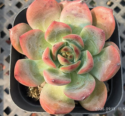 GR395 Echeveria Madonna(6.5cm pot size)