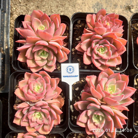 23685 Echeveria Novel (7cm pot size)