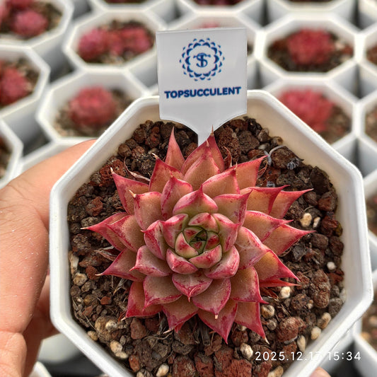 16433 Echeveria Red Glow (7cm pot size)